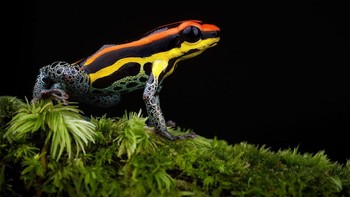 Ranitomeya amazonica adalah katak panah beracun dari genus Ranitomeya. Katak ini pertama kali dideskripsikan oleh Rainer Schulte pada tahun 1999 sebagai Dendrobates amazonicus. Katak ini juga dikenal sebagai katak panah beracun Amazon dan vents. Untuk melihat karya Avaro Cubero lainnya bisa akses akun Instagramnya di sini. Foto: Alvaro Cubero