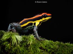 Foto Katak Beracun Tapi Bikin Terpesona