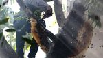 Melihat Penen Madu Hutan di Aceh