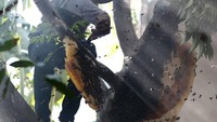Madu itu akan dijual dengan harga Rp 250.000/kg hingga Rp 300.000/kg.