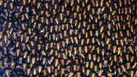 Apis dorsata binghami merupakan lebah madu hutan berukuran besar yang hanya dapat ditemukan di negara Indonesia, Filipina, India dan Nepal.