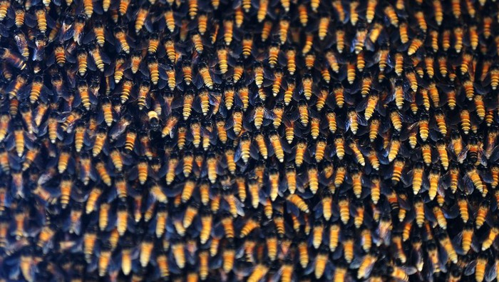 Melihat Penen Madu Lebah Hutan di Aceh Madu lebah raksasa (Apis dorsata binghami) berada disarang sebelum dipanen madunya oleh warga di Krueng Raya, Aceh Besar, Aceh, Kamis (21/3/2024). Apis dorsata binghami merupakan lebah madu hutan berukuran besar yang hanya dapat ditemukan di negara Indonesia, Filipina, India dan Nepal tersebut madunya dijual Rp250.000 hingga Rp300.000 per kilogram. ANTARA FOTO/Irwansyah Putra/aww.