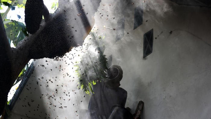 Madu lebah raksasa (Apis dorsata binghami) berada disarang sebelum dipanen madunya oleh warga di Krueng Raya, Aceh Besar, Aceh, Kamis (21/3/2024). Apis dorsata binghami merupakan lebah madu hutan berukuran besar yang hanya dapat ditemukan di negara Indonesia, Filipina, India dan Nepal tersebut madunya dijual Rp250.000 hingga Rp300.000 per kilogram. ANTARA FOTO/Irwansyah Putra/aww.