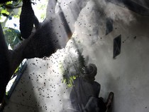 Melihat Penen Madu Hutan di Aceh