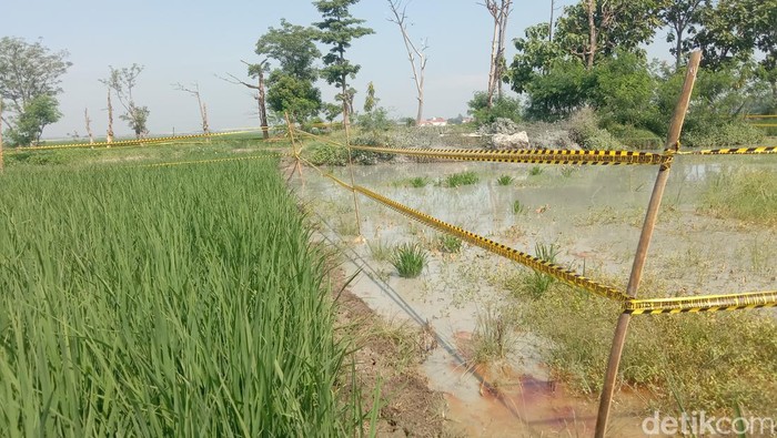 Potret semburan lumpur berbau gas di area persawahan Tukdana, Indramayu.