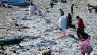 Beberapa warga terlihat memungut sampah plastik tersebut menggunakan karung. 