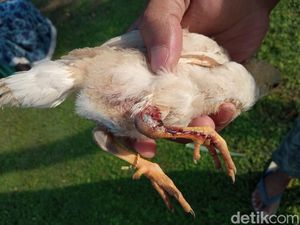 Cerita Warga Tuk Cirebon soal Teror Monyet Liar Pengisap Darah Ternak