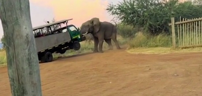 Gajah ngamuk di Taman Nasional Afrika Selatan