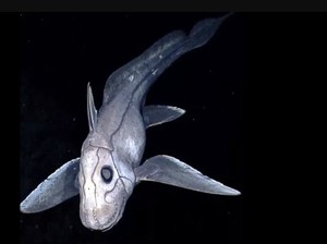 Ikan Ini Disebut Hiu Hantu karena Bentuknya Aneh