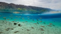 Keanekaragaman hayati yang luar biasa dan jumlah spesies endemik di Cuatrociénegas menjadikan ekosistemnya sebaik Kepulauan Galapagos di Ekuador.  