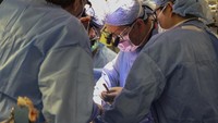 Seorang pria di Amerika Serikat menjadi orang pertama di dunia penerima cangkok ginjal babi pada pasien hidup. Terobosan medis itu dilakukan oleh tim bedah di Massachusetts General Hospital. (Foto: AP/)