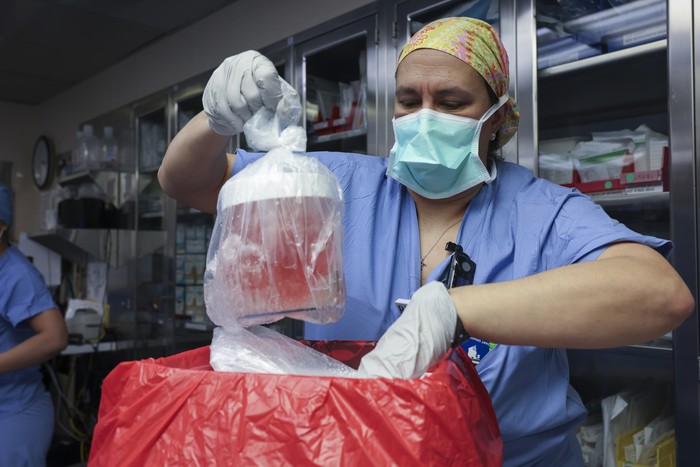 A pig kidney sits on ice, awaiting transplantation into a living human at Massachusetts General Hospital, Saturday, March 16, 2024, in Boston, Mass. (Massachusetts General Hospital via AP)