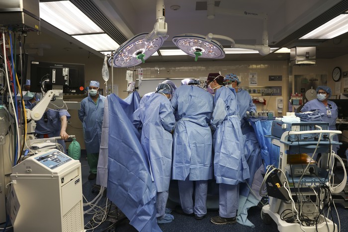 A pig kidney sits on ice, awaiting transplantation into a living human at Massachusetts General Hospital, Saturday, March 16, 2024, in Boston, Mass. (Massachusetts General Hospital via AP)