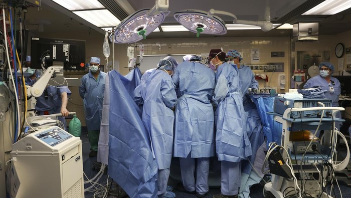 A pig kidney sits on ice, awaiting transplantation into a living human at Massachusetts General Hospital, Saturday, March 16, 2024, in Boston, Mass. (Massachusetts General Hospital via AP)