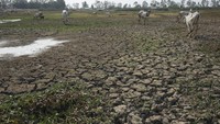 Sapi memakan rumput di danau dangkal Trapaing Andoeuk saat musim kemarau di luar Phnom Penh, Kamboja, Jumat, 22 Maret 2024. 