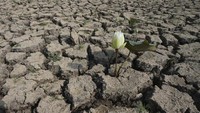 Bunga teratai terlihat di tanah retak di danau Trapaing Andoeuk yang mengering selama musim kemarau di luar Phnom Penh, Kamboja, Jumat, 22 Maret 2024.