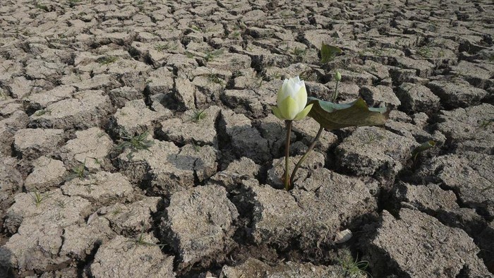 Cows eat grass at the shallow lake of Trapaing Andoeuk during dry season outside Phnom Penh, Cambodia, Friday, March 22, 2024. World Water Day is celebrated March 22 every year to raise awareness on water issues and improve the sustainable management of water resources. (AP Photo/Heng Sinith)