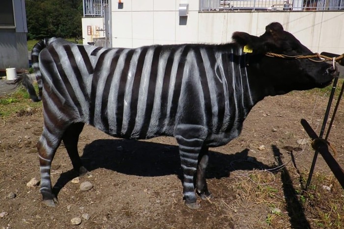 Sapi dicat warna mirip zebra untung menghindari lalat