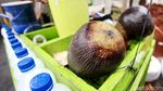 Segarnya Buah Lontar, Cocok untuk Buka Puasa