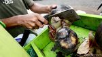 Segarnya Buah Lontar, Cocok untuk Buka Puasa