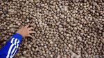 Stok Berlimpah, Harga Kemiri Anjlok ke Rp 35 Ribu/Kg