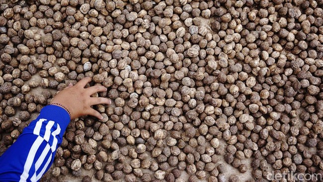 Stok Berlimpah, Harga Kemiri Anjlok ke Rp 35 Ribu/Kg