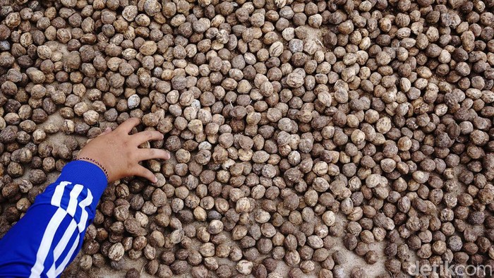 Warga menunjukkan kemiri yang telah dikupas di Desa Panglungan, Kecamatan Wonosalam, Kabupaten Jombang, Jawa Timur, Jumat (22/3/2024). Harga kemiri yang digunakan sebagai bumbu dapur itu saat ini mengalami penurunan dari Rp50 ribu per kilogram menjadi Rp35 ribu per kg karena banyaknya stok pada musim panen. ANTARA FOTO/Syaiful Arif/YU