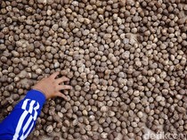 Stok Berlimpah, Harga Kemiri Anjlok ke Rp 35 Ribu/Kg