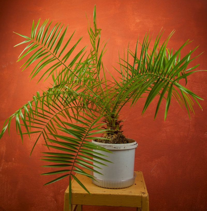 beautiful green tropical palm tree in a pot
