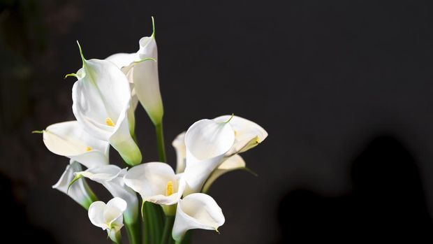 White Cala lily over dark background, beautiful white flower on black background
