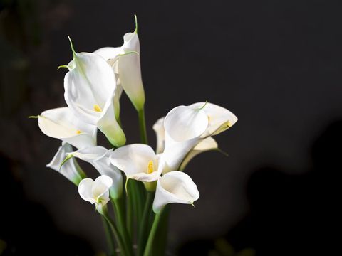 White Cala lily over dark background, beautiful white flower on black background
