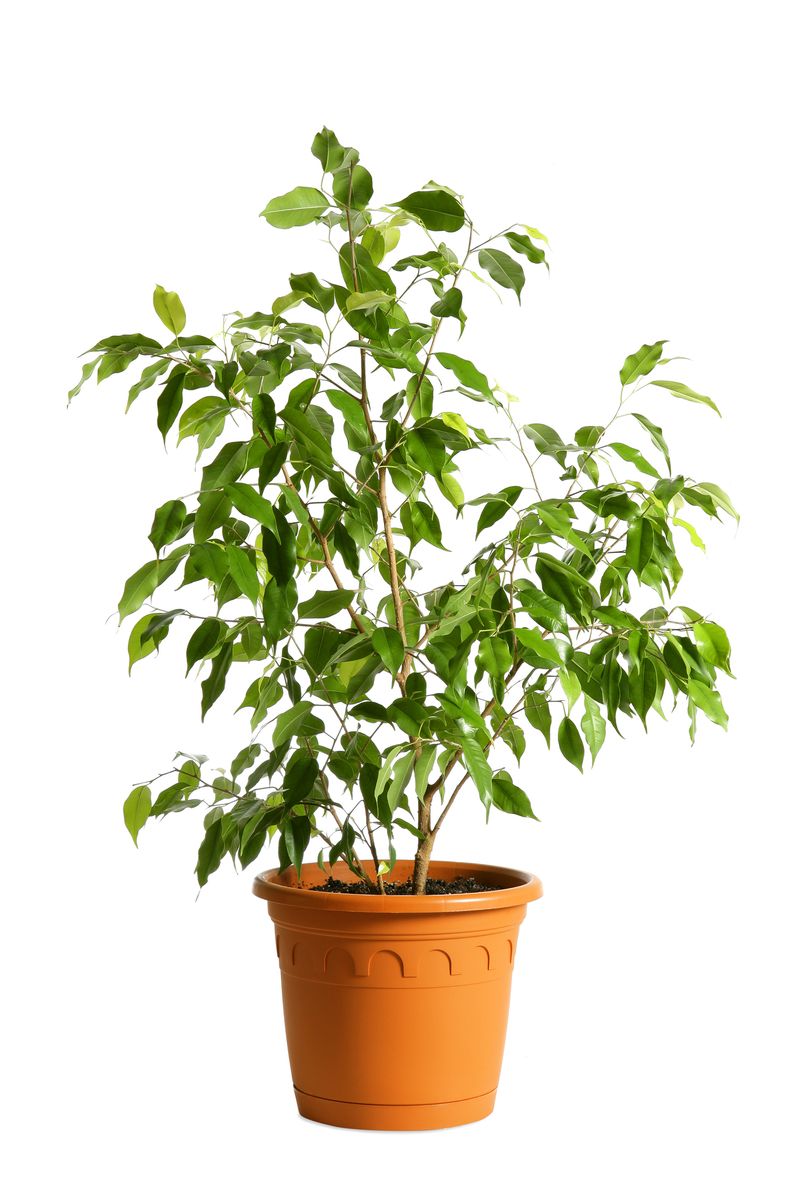 Houseplant tree (ficus benjamina) in a pot isolated on a white background