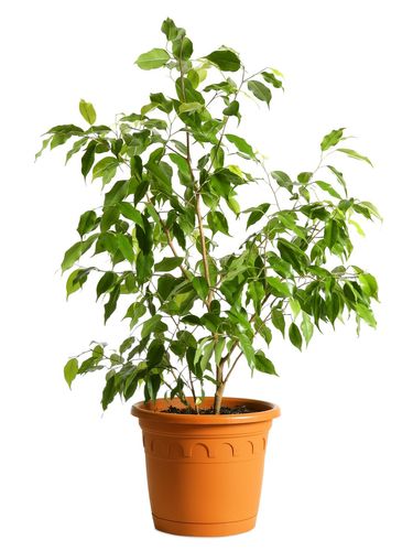 Houseplant tree (ficus benjamina) in a pot isolated on a white background