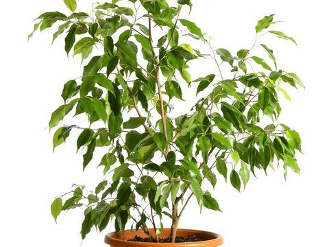 Houseplant tree (ficus benjamina) in a pot isolated on a white background