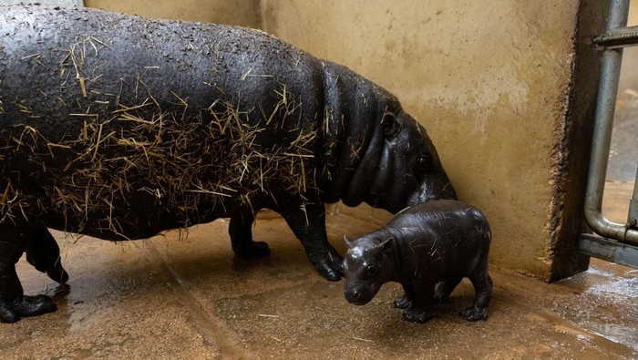 A newborn pygmy hippo stands next to his mother Lizzie in their pen, at the Attica Zoological Park near Athens, Greece, February 27, 2024. REUTERS/Stelios Misinas