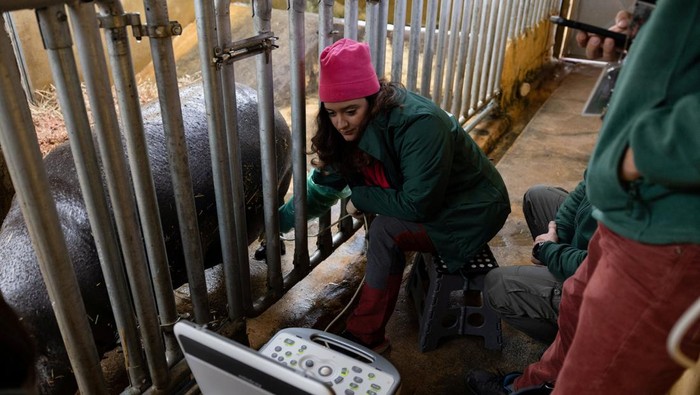 Bayi Kuda Nil Kerdil yang Langka Lahir di Athena, Gemas Banget A newborn pygmy hippo stands next to his mother Lizzie in their pen, at the Attica Zoological Park near Athens, Greece, February 27, 2024. REUTERS/Stelios Misinas