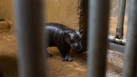 Dengan berat 7 kg (15,4 pon), anak kuda nil jantan – yang namanya akan ditentukan melalui pemungutan suara – lahir pada 19 Februari dan bergabung dengan orang tuanya Lizzie dan Jamal sebagai satu-satunya kuda nil kerdil di kebun binatang. Kuda nil, yang pada dasarnya suka menyendiri dan aktif di malam hari, akan tinggal bersama induknya selama beberapa bulan sampai ia berkelana ke alam terbuka.