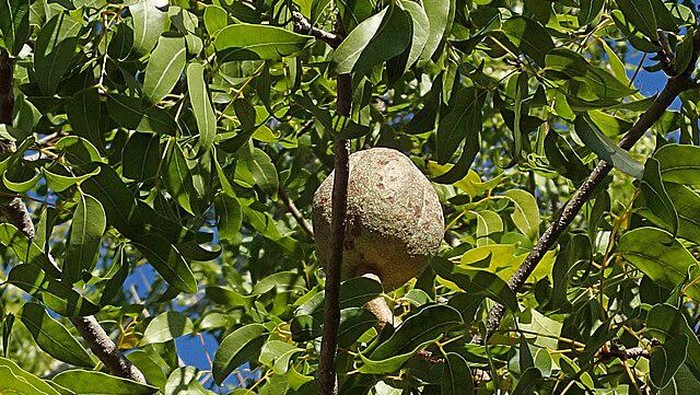 Buah mahoni yang di dalamnya terdapat biji mahoni.