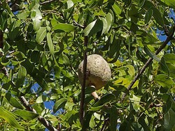 7 Manfaat Biji Mahoni bagi Tubuh, Bantu Cegah Hipertensi dan Diabetes