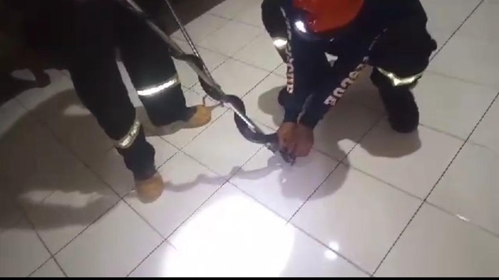 Damkar Palopo saat evakuasi ular Black Boiga.