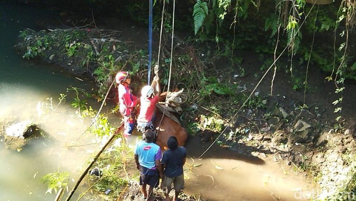Evakuasi sapi tercebur sungai di Desa Pomah, Kecamatan Tulung, Klaten, Sabtu (23/3/2024).