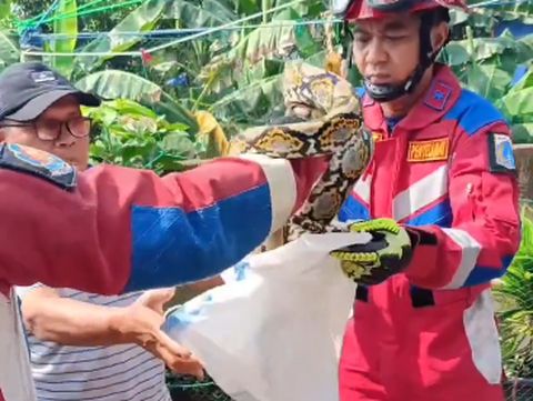 Evakuasi ular jenis sanca ini dibagikan Damkar Tanjung Priok melalui media sosialnya @damkartanjungpriok