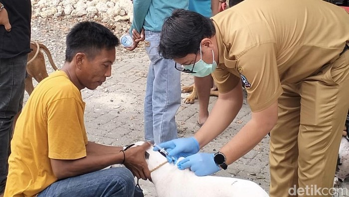 Kabid Kesmavet dan Keswan Dinas Peternakan Bone, drh Agusriady M Anim Sc saat melakukan vaksinasi hewan.