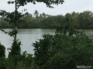Kisah Suhendi Bantu Tim Peneliti Telusuri Jejak Harimau Jawa di Sukabumi