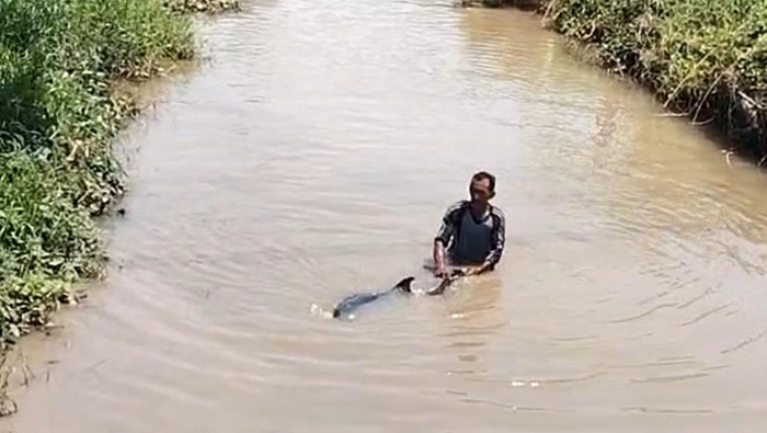 Lumba-lumba terdampar di sungai Situbondo