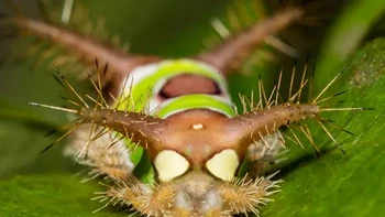 Acharia stimulea (ulat pelana), ulat ang cantik ini berasal dari Amerika Serikat bagian timur. Diidentifikasi dengan bintik cokelat berbentuk pelana di punggungnya, ulat pelana juga disebut ulat siput karena panjang dan bentuk kaki perutnya yang pendek.Ulat ini bisa mengeluarkan racun, sengatannya sangat menyakitkan, dan bisa menyebabkan pembengkakan, mual, dan meninggalkan ruam yang bisa bertahan berhari-hari. (Foto: JasonOndreicka/Getty Images)