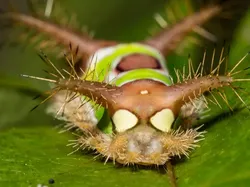 Kumpulan Potret Ulat yang Cantik Namun Mematikan