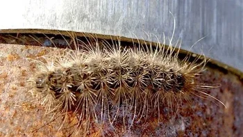 Leptocneria reducta (Ulat Ngengat Cedar Putih), jenis ini ditemukan di seluruh Australia dan merupakan bagian dari Pohon Cape Lilac (juga dikenal sebagai White Cedar). Ulat ini paling aktif selama bulan-bulan di musim hangat, dan cenderung mencari tempat teduh selama hari yang panas di bawah rumah dan bangunan lainnya. Menyentuh tubuhnya dapat menyebabkan kasus urtikaria (ruam kulit) yang mengerikan, atau gatal-gatal. (Foto: Bidgee / Wikimedia Commons / CC-BY-3.0)