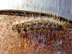 Kumpulan Potret Ulat yang Cantik Namun Mematikan