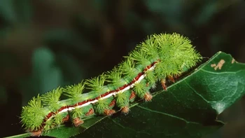 Automeris Io (Ulat Ngengat Io), ulat ngengat io yang manis dan berwarna-warni ini memiliki wilayah penyebaran yang luas, mulai dari Maine hingga Kanada bagian selatan. Duri yang seperti pelepah itu memiliki racun yang menyakitkan yang dilepaskan dengan sentuhan sekecil apa pun. (Foto: Weber/Getty Images)